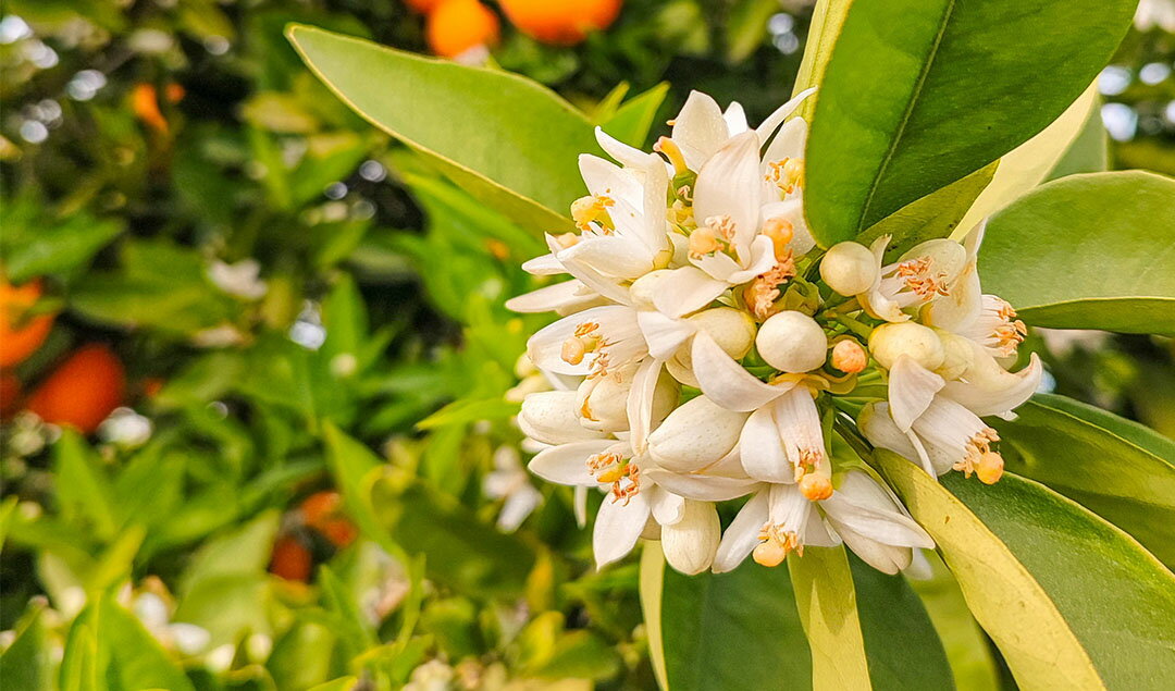 ネロリ精油　E.O. Neroli　Citrus aurantium amara　2ml VIEAROME 2