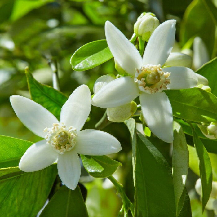 ネロリ精油　E.O. Neroli　Citrus aurantium amara　2ml VIEAROME 3