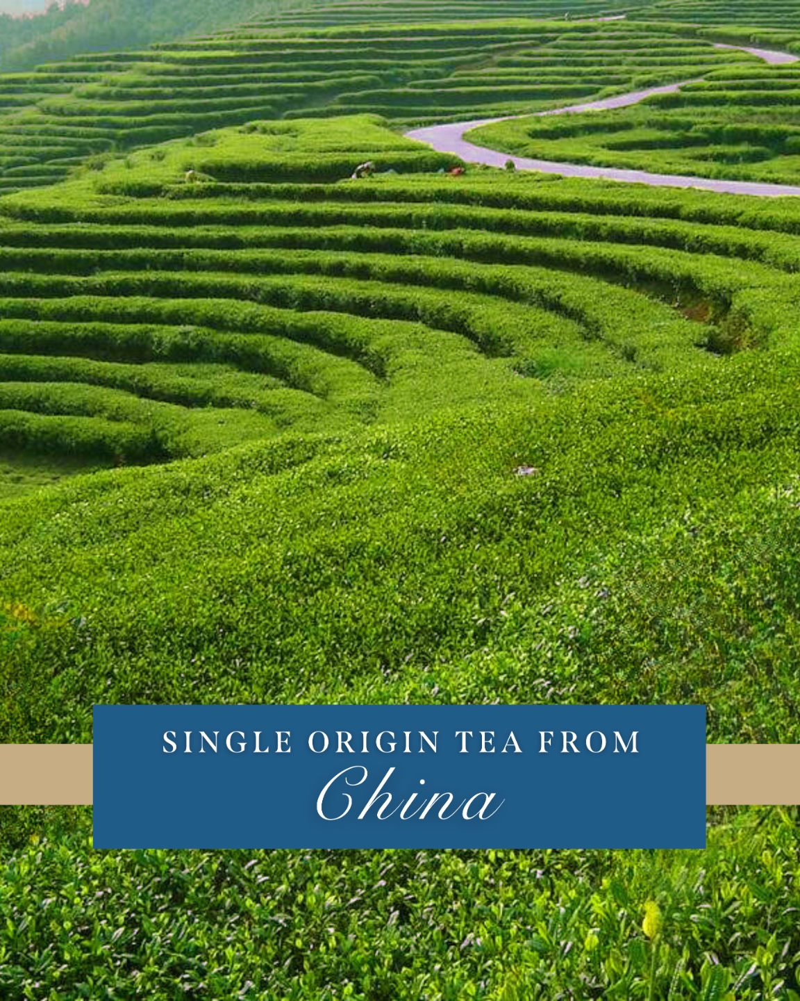 SAICHO ���ѡ�����󥰥ƥ��� ���㥹�ߥ�200ml