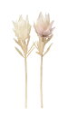 asca アスカ プロテア クリ－ムホワイト A-34292-011 造花 アーティフィシャルフラワー 花材