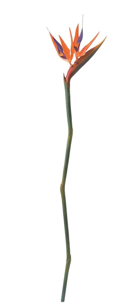 asca アスカ ストレチア オレンジ A-36084-030 造花 アーティフィシャルフラワー 花材