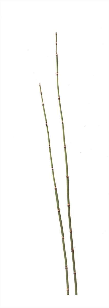 asca アスカ トクサ(L) グリ－ン A-40208-051A 造花 アーティフィシャルフラワー 花材