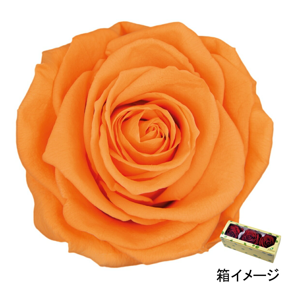 フロールエバー florever プレミアムローズ サンセットオレンジ FL0900-06 4543567502656 ローズ プリザーブドフラワー花材