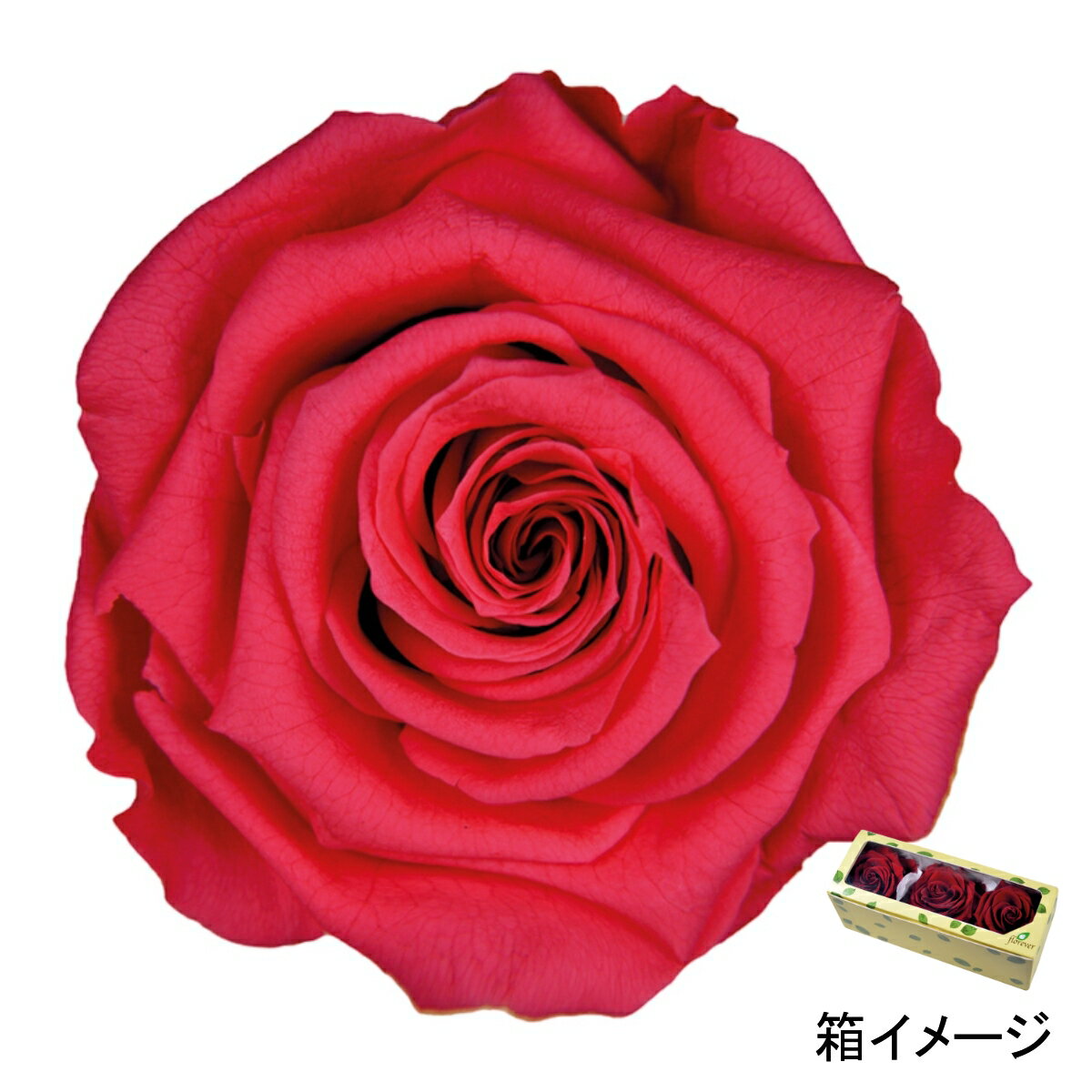 フロールエバー florever プレミアムローズ ホットピンク FL0900-08 4543567502670 ローズ プリザーブドフラワー花材