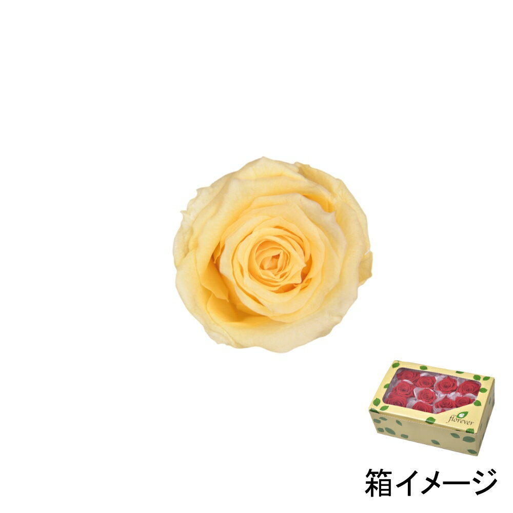 フロールエバー florever ベイビーローズ ソフトイエロー FL050-15 4543567505152 ローズ プリザーブドフラワー花材