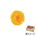 フロールエバー florever ベイビーローズ ゴールデンイエロー FL050-17 4543567505176 ローズ プリザーブドフラワー花材