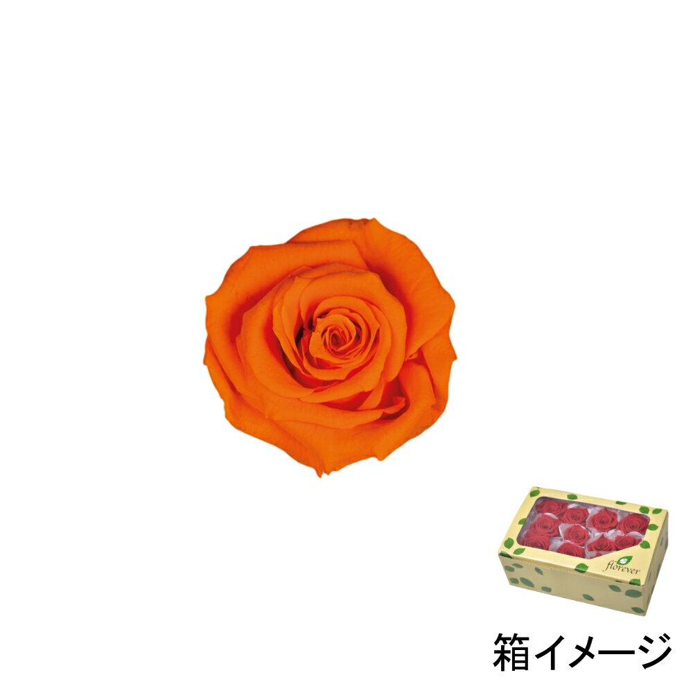 フロールエバー florever ベイビーローズ タンジェリンオレンジ FL050-29 4543567505299 ローズ プリザーブドフラワー花材