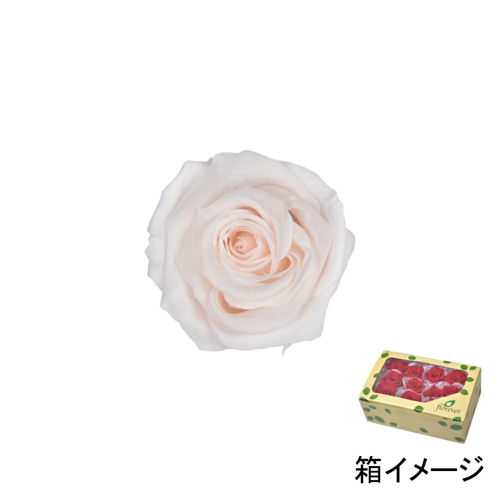 フロールエバー florever ベイビーローズ パンナコッタ FL050-46 4543567505466 ローズ プリザーブドフラワー花材