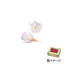 フロールエバー florever マイクロローズ パールホワイト FL060-01 ローズ プリザーブドフラワー花材