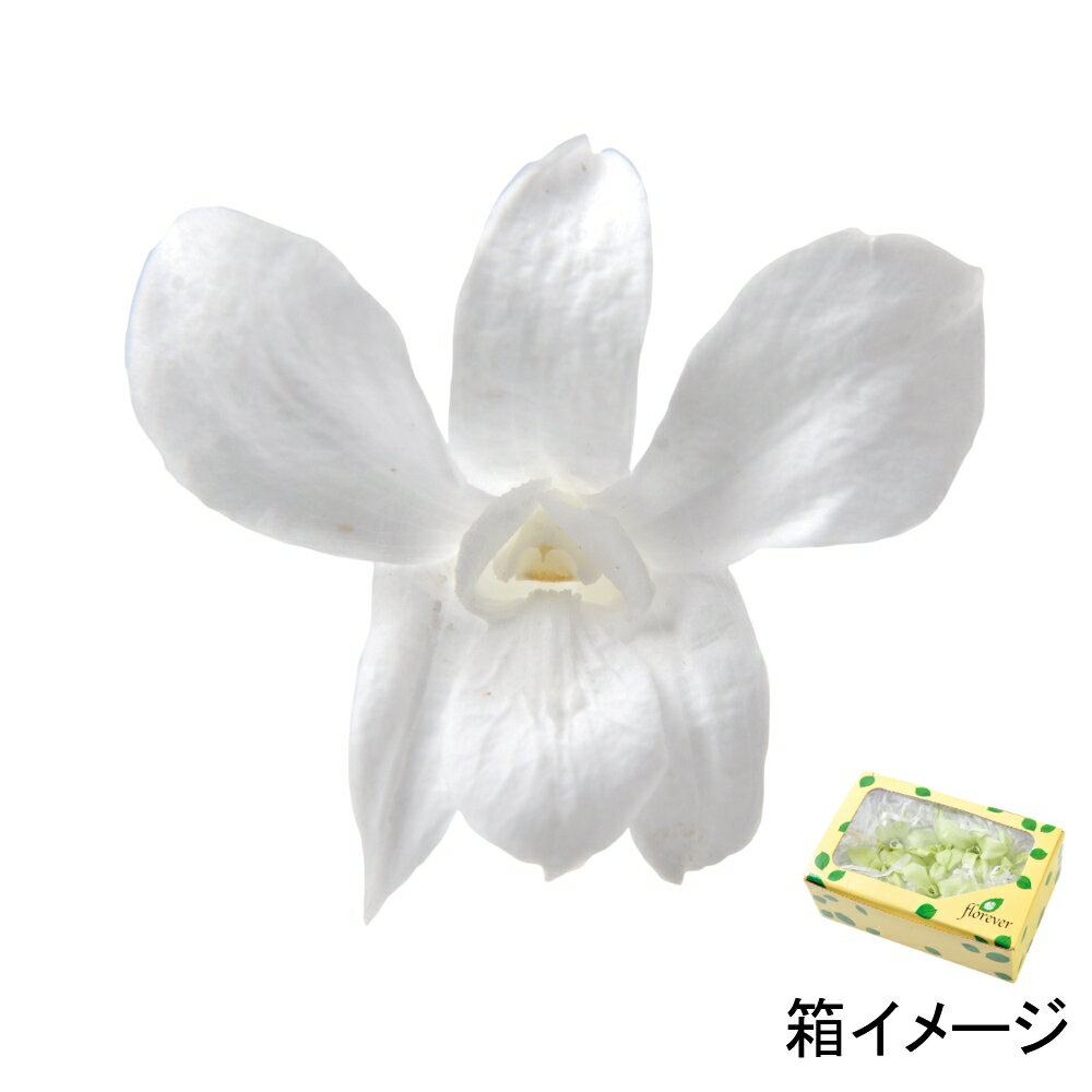 フロールエバー florever デンドロビウムS パールホワイト FL223-01 4543567523200 その他の花 プリザーブドフラワー花材