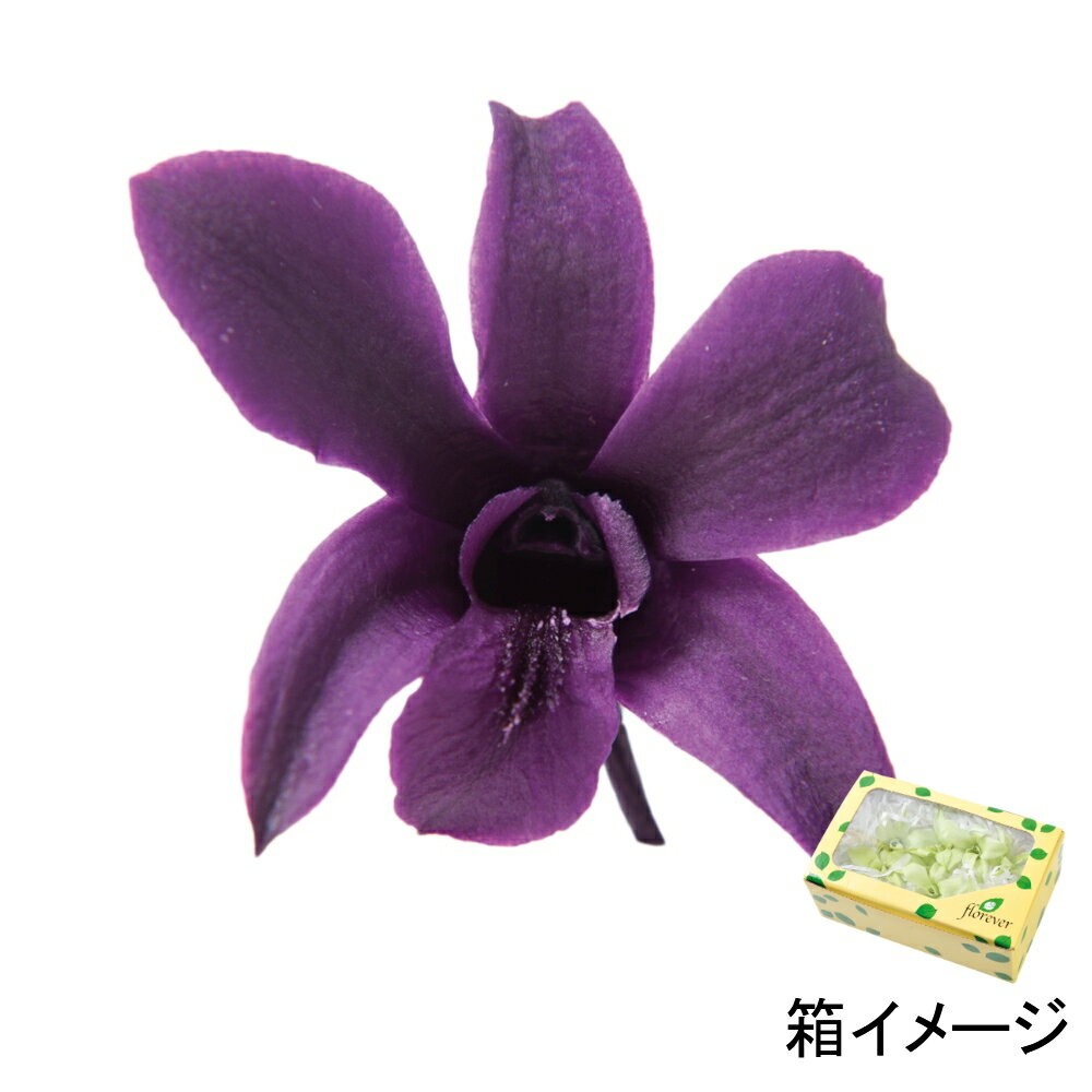 フロールエバー florever デンドロビウムS バイオレット FL223-18 4543567523224 その他の花 プリザーブドフラワー花材