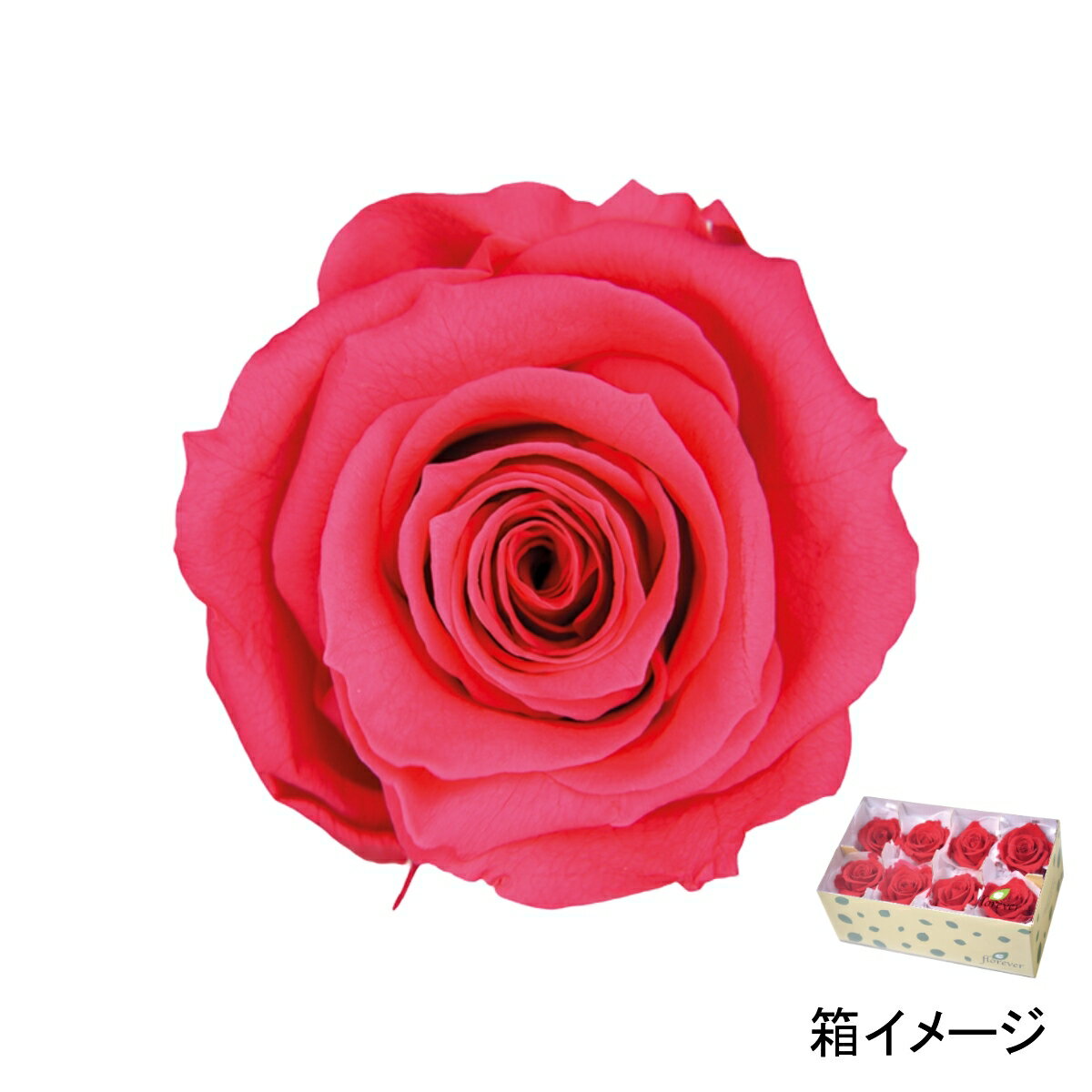 フロールエバー florever メディアナローズ ホットピンク FL0300-08 4543567563084 ローズ プリザーブドフラワー花材