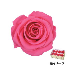 フロールエバー florever メディアナローズ ドルチェピンク FL0300-90 4543567563909 ローズ プリザーブドフラワー花材