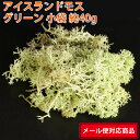 【メール便 対応】 大地農園 アイスランドモス 小袋 61071-700 グリーン 40g 4988489033268 ノルウェー プリザーブドフラワー 花材 ブリザードフラワー プリザーブドグリーン アレンジ資材 クリスマスリース