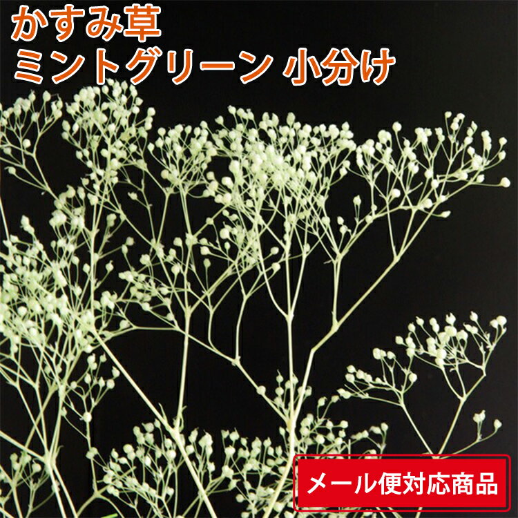 【メール便 対応】 そらーる そらプリ 大地農園 ミニカスミ草 小分け x2-oh-00010-720 ミントグリーン 4573338633920 カスミソウ プリザーブドフラワー花材 アレンジ資材