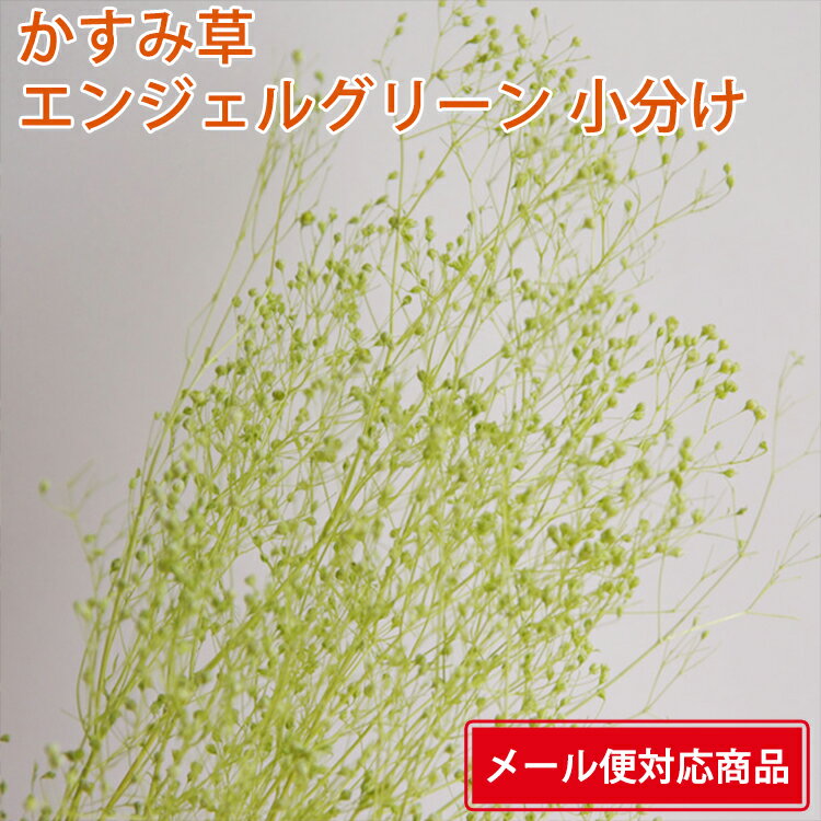 【メール便 対応】 ソフトミニカスミソウ 小分け 【エンジェルグリーン 小分け 約1/4袋】 かすみ草 カスミ草 プリザーブドフラワー 花材 そらプリ 大地農園