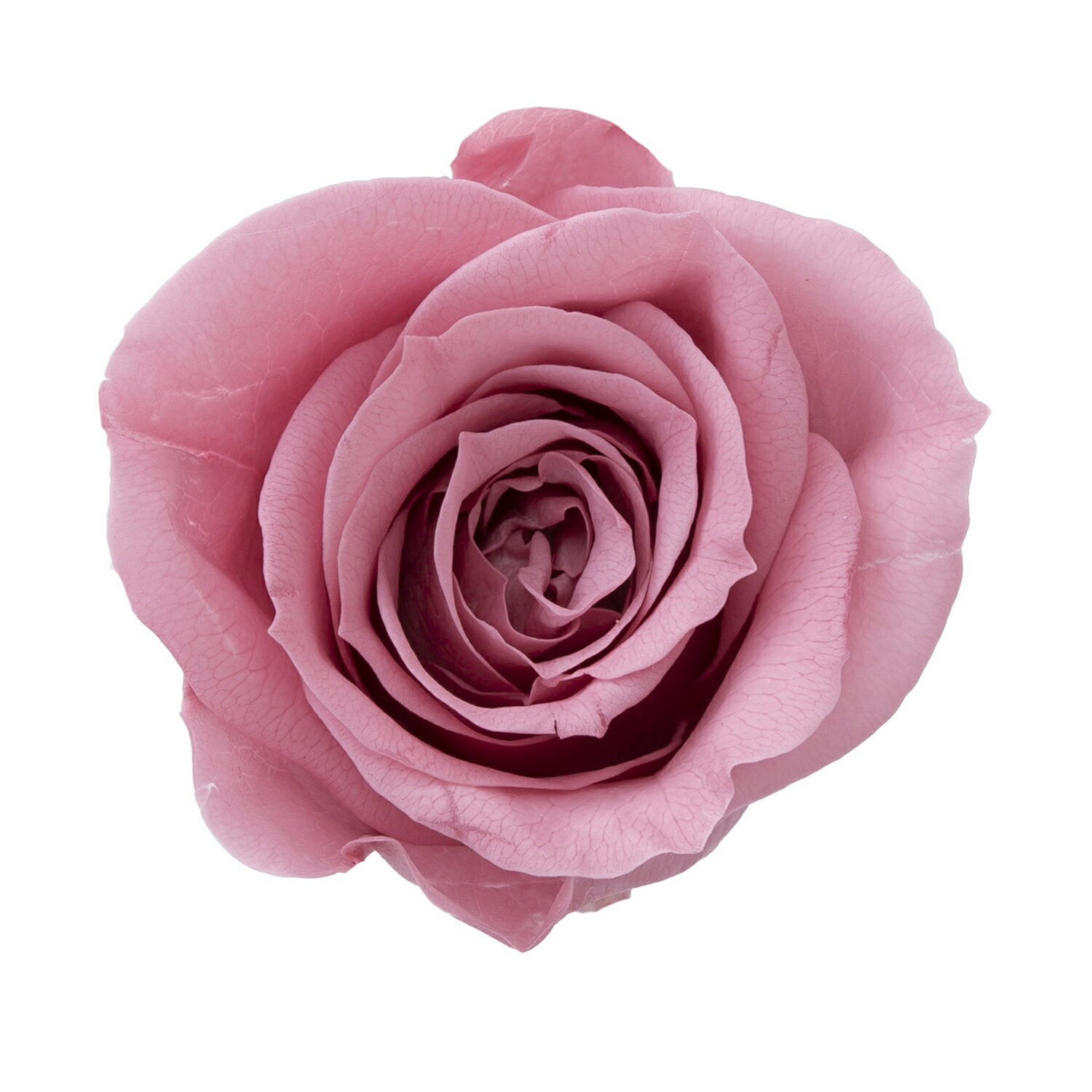 ローズ・いずみ　ラシットピンク 花径:約3.5-4.5cm・花丈:約3-3.5cm/1箱(9輪)