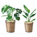 【本日ポイント2倍】モンステラ&オーガスタのペアセット T-R150MONSU&OGASU観葉植物 インテリア おしゃれ 癒し 空気清浄 お祝い プレゼント 内...