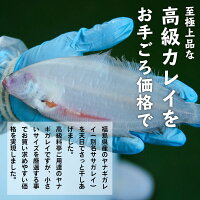【送料無料】福島県産カレイ(ヤナギカレイ)の干物1kg(250g×4P)1枚40g〜60g訳あり小サイズだから高級カレイが低価格でお召し上がり頂けます!(ヤナギカレイ天日干し国産冷凍ササガレイササカレイ笹カレイ笹ガレイ)