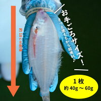 【送料無料】福島県産カレイ(ヤナギカレイ)干物1kg(250g×4P)1枚40g〜60g(天日干し国産冷凍ササガレイササカレイ笹カレイ笹ガレイヤナギガレイやなぎがれい干物小訳ありおかず一夜干し訳あり業務用お徳用)