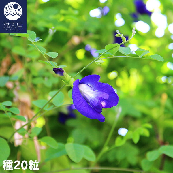 バタフライピーの種 20粒（ チョウマメ 蝶豆 Butterfly pea 青いお茶 ブルーハーブ 栽培 園芸 種子 ）