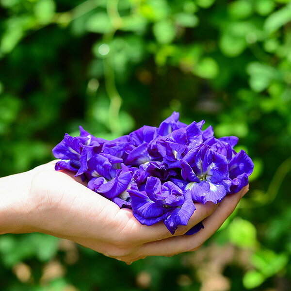 バタフライピーの種 20粒（ チョウマメ 蝶豆 Butterfly pea 青いお茶 ブルーハーブ 栽培 園芸 種子 ） 3