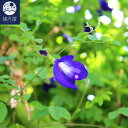 バタフライピーの種（ チョウマメ 蝶豆 Butterfly pea 青いお茶 ブルーハーブ 栽培 園芸 種子 ）