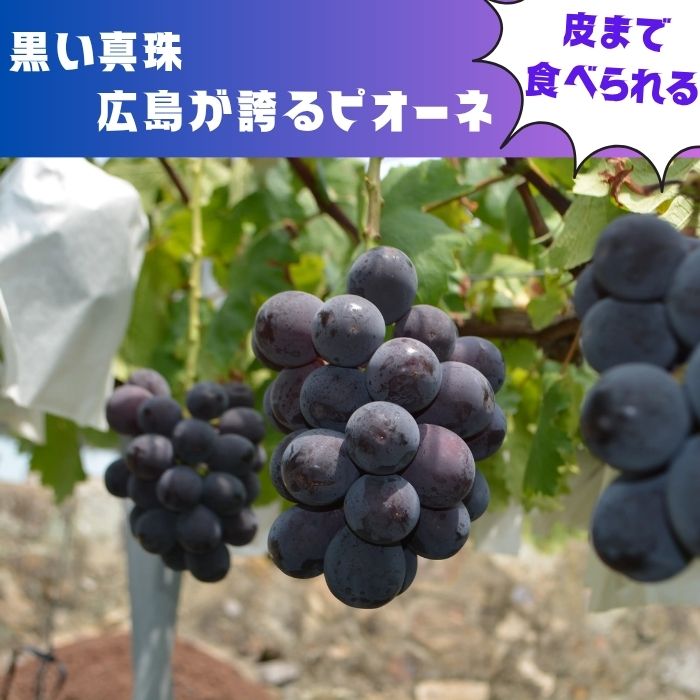 �ں��������Ƥ���� �� ���縩�� ���� �ե롼�� ���äפ� ������ ~2kg ����ե롼�� �ԥ����� ����ԥ����� ����֥ɥ� �֤ɤ� ��̵�� �����ʪ �������å� �˥塼�ԥ����� �ե�������ե롼�� ����� �ǥ����� �إ륷�� ��� �� �� �������� ����̵��