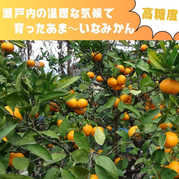 �ں��������Ƥ���� ���� �ߤ��� ~3�� 10������ ����ߤ��� ����ե롼�� ̪�� �ǥ����� �������� ī�� �ڿ� �������å� �� ���ࡼ���� ��̳�� �������� �ߤ������� ������ �Ҥɤ� ����� �ե롼�ĥƥ��� ŷ�� ���㡼�٥å� ������ ��ʪ �ե롼�� �� ���绺 ����̵��