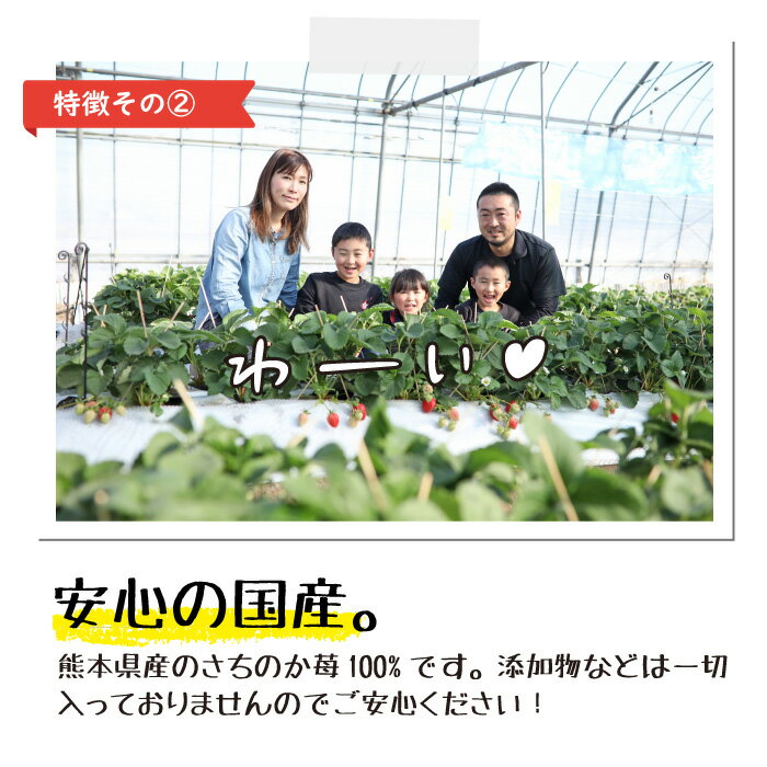 【農家直送】にっぽんの宝物公式認定 冷凍いちご 熊本県産『さら苺』 50g×12カップ 練乳付き ／ サラサラ パウダー 冷凍フルーツ ひんやりスイーツ 国産 冷凍イチゴ ギフト 贈り物 お中元 残暑お見舞 お歳暮 御祝