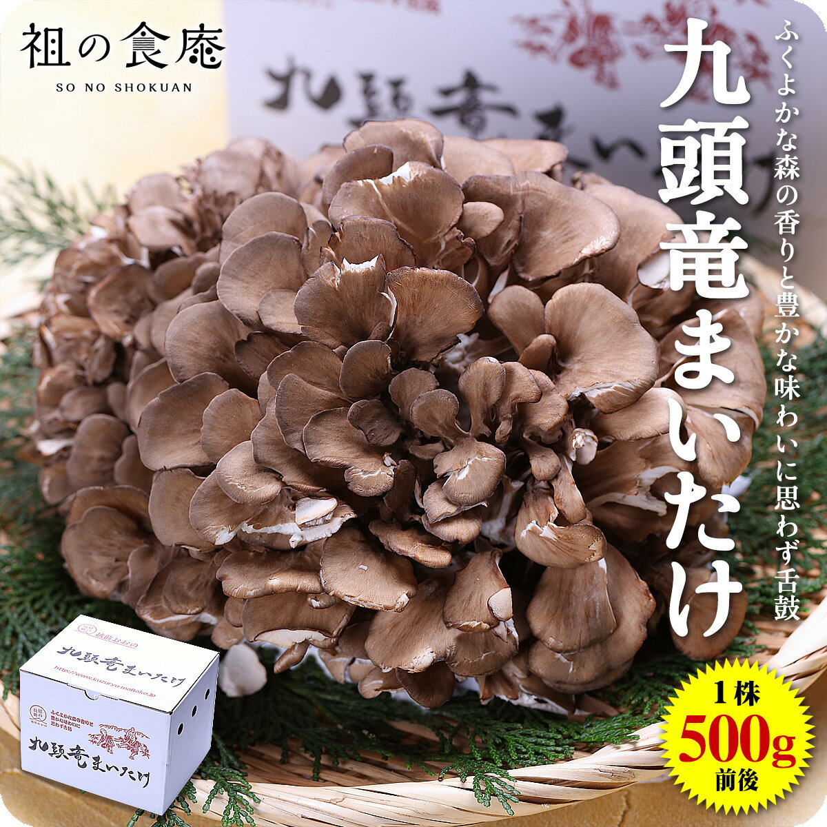 福井県産 九頭竜まいたけ1株(500g前後)　舞茸 マイタケ 送料無料 国産 産地直送 きのこ 野菜