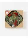 【SALE/50%OFF】BLOMSTER クリスマス リース SENSE OF PLACE センス オブ プレイス 福袋・ギフト・その他 その他 ホワイト【R...