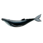 フェバリット 海洋生物フィギュアマリンライフ ソフトモデルザトウクジラ