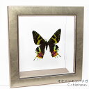 昆虫標本 蝶の標本 オオニシキツバメガ メタリック調ライトフレーム 19cm角