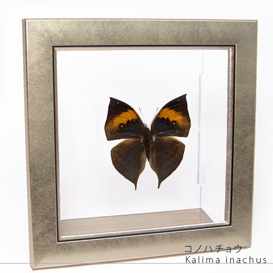 昆虫標本 蝶の標本 コノハチョウ メタリック調ライトフレーム 19cm角