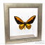 昆虫標本 蝶の標本 アカメガネアゲハ メタリック調ライトフレーム 24cm角