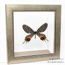 ●「昆虫界の職人」とも言えるプロの展翅人が、メタル風にデザインされたシャープな木製フレームにシボリアゲハを美しくディスプレイした新感覚の標本です。 額フレームは置き型タイプです。 フレーム正面に加え、上下左右ともにスケルトンタイプの透明なアクリル板を使用しておりますので、翅の色柄はじめチョウの体全体をより詳細に鑑賞することが出来ます。 アクリルケースは密閉性が良く、虫害から中の標本を守ります。 （フレームはプラスドライバーで開閉可能） 宝石のような蝶の美しさをそのままに、「生き生き」と 躍動感のある作品に仕上がっているのでディスプレイとしてもご使用いただけます。 自宅や職場のデスクに飾るだけで博物館や美術館にいるような趣ある空間になります。 書斎や玄関、リビングなどのインテリアにお薦めです。 ※直射日光が当たらない場所に飾って下さい。 ※標本はすべて本物の虫を使用しております。 商品の特性上、同じ品種でもサイズ・色・形状など商品画像と異なります。 また、複数ご注文いただいた場合、お届けする商品が1点1点異なりますこと予めご了承下さいますようお願いいたします。 ■詳細 材質：フレーム/木、アクリルサイズ：フレーム外寸/19×19cm、アクリルケース外寸/15×15cm 奥行（フレーム正面からケース底面まで6cm） フレームカラー：シルバー 製造国：日本（蝶の原産国はミャンマー）