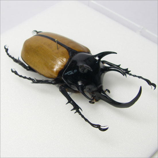 昆虫標本 ゴホンツノカブト アクリルフレーム ...の紹介画像3