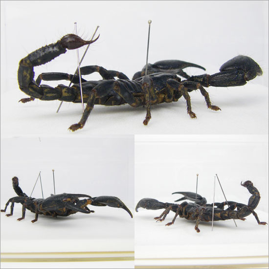 昆虫標本 クロオオサソリ メタリック調ライトフレーム 19cm角 2