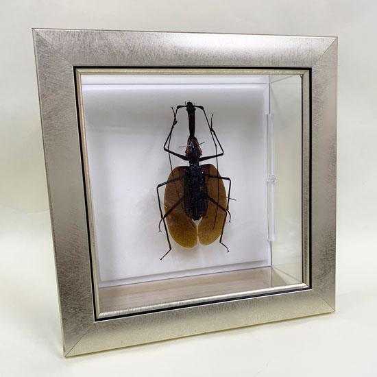 昆虫標本 バイオリンムシ メタリック調ライトフレーム 19cm角