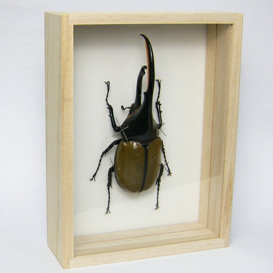 昆虫標本 ヘラクレスオオカブト 桐箱20.5 15.5cm