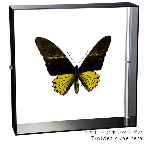 昆虫標本 蝶の標本 クサビモンキシタアゲハ アクリルフレーム 20cm角 黒