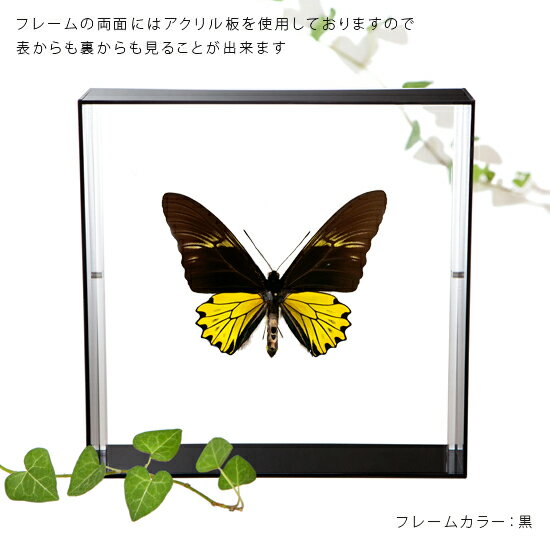 昆虫標本 蝶の標本 クサビモンキシタアゲハ アクリルフレーム 20cm角 白 3