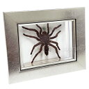 ●向き変更 撮影後再販● 昆虫標本 タランチュラ メタリック調ライトフレーム 15×12cm|詳細画像