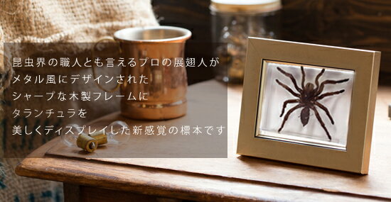 昆虫標本 タランチュラ メタリック調ライトフレーム 15×12cm 2