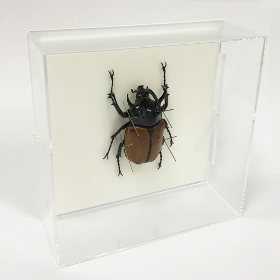 昆虫標本 ゴホンツノカブト アクリルフレーム 15cm角 透明