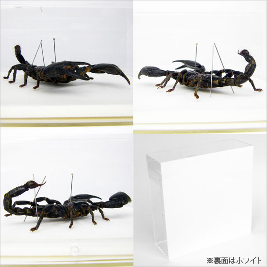 昆虫標本 クロオオサソリ アクリルフレーム 15cm角 透明 2