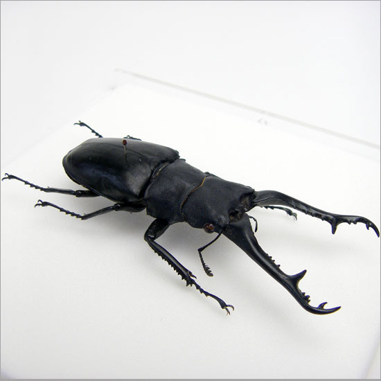 ����ɸ�� ����ե��Υ����ꥯ�塞�� �������ե졼�� 15cm�� Ʃ��
