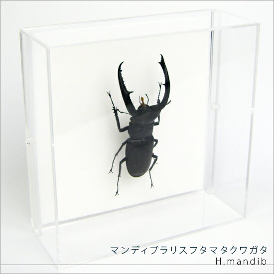 昆虫標本 マンディブラリスフタマタクワガタ アクリルフレーム 15cm角 透明