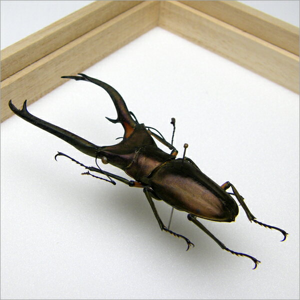 昆虫標本 エラフスホソアカクワガタ 桐箱20.5×15.5cm 2